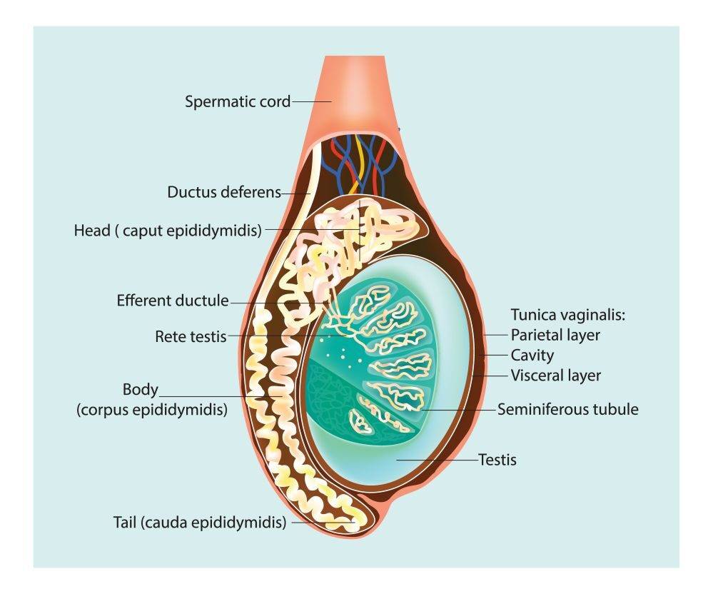 1633-testicles-anatomy-1