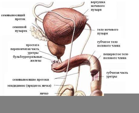 20100317093604tumor-urethrae