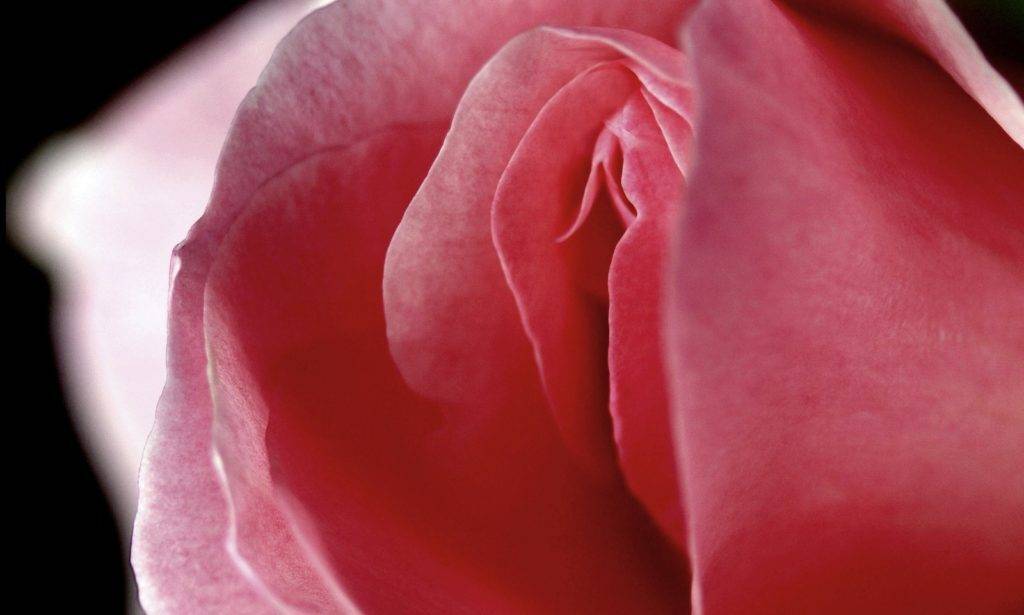 the-rose-that-turned-into-pink-vulva