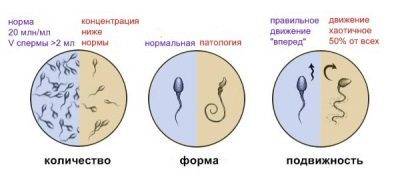 Агглютинация сперматозоидов: причины и лечение обнаруженной агглютинации