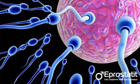 800x353_cropped_skolko-vremeni-spermatozoidy-ostayutsya-zhiznesposobnymi-v-razlichnoj-srede_main