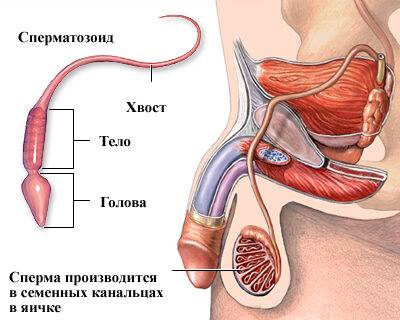 chto_delat_esli_ne_vydelyaetsya_sperma__lechenie_suschestvuet__5