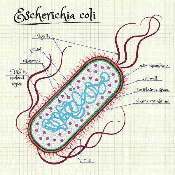 the-structure-of-escherichia-coli