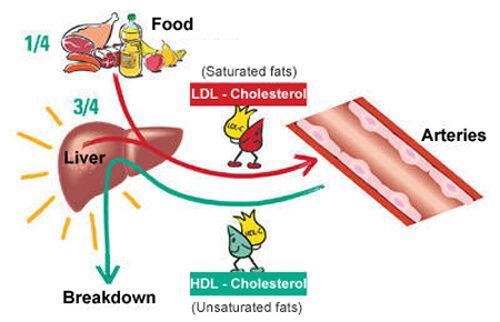 ldl-cholesterol-3