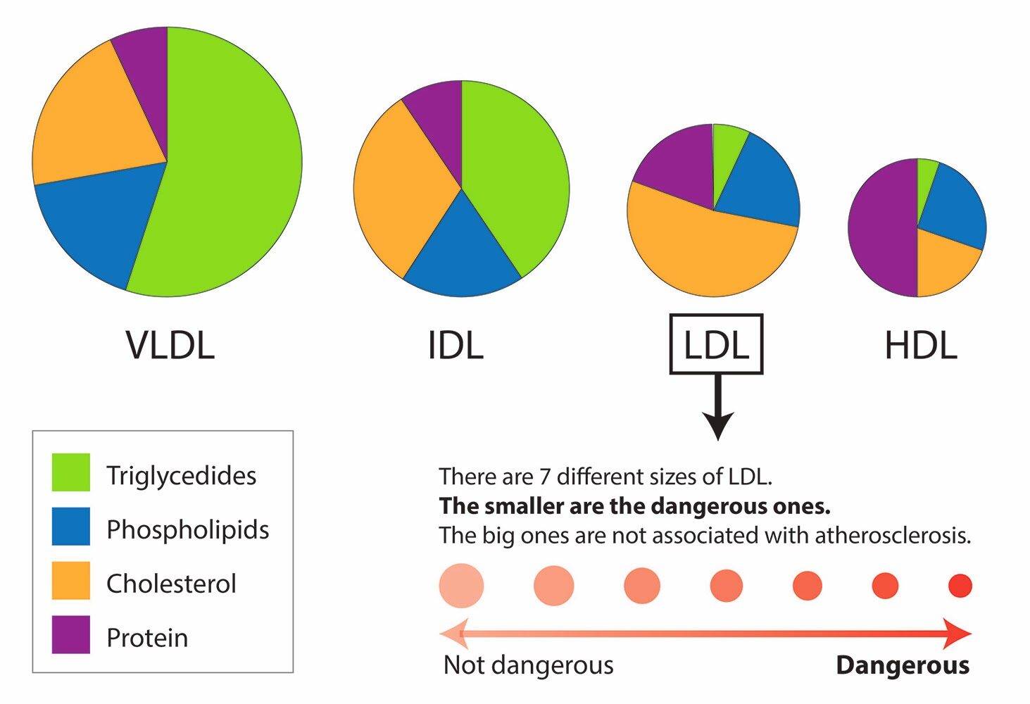 ldl-cholesterol-8