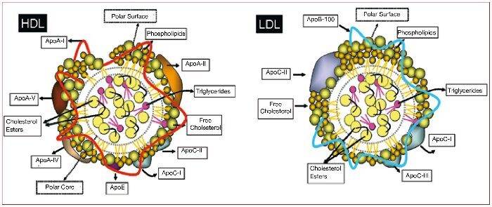 ldl-holesterol-2