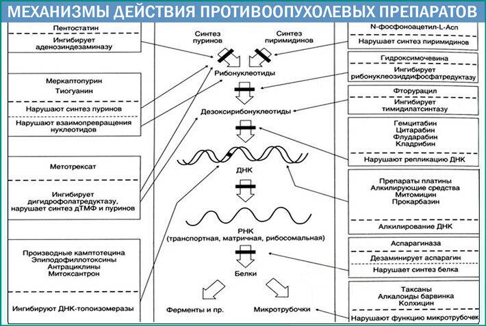 mehanizmy-dejstvija-protivoopuholevyh-preparatov2