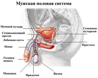 pochemu_byvayut_sgustki_v_sperme_u_muzhchin_1