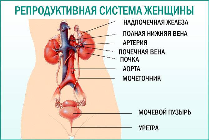 reproduktivnaja-sistema-zhenshhiny