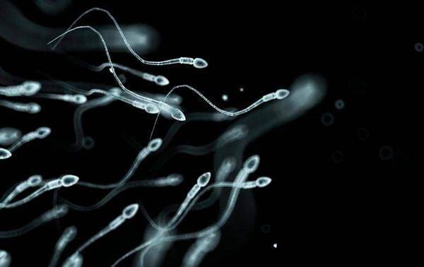 sperm-quality