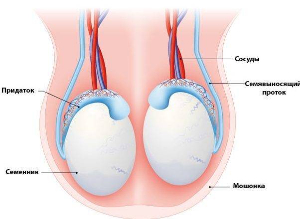 travmy_organov_moshonki_simptomy__pervaya_pomosch_i_lechenie_1-3-e1567631301831