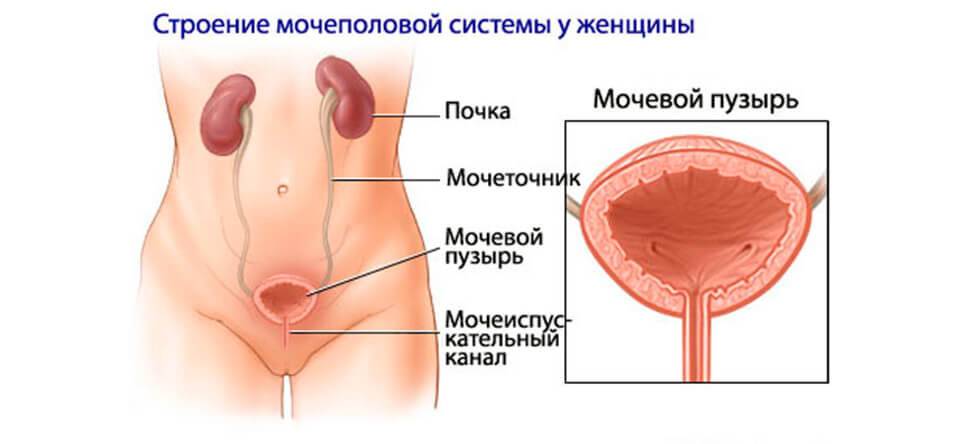 uretrit-u-zhenshchin1