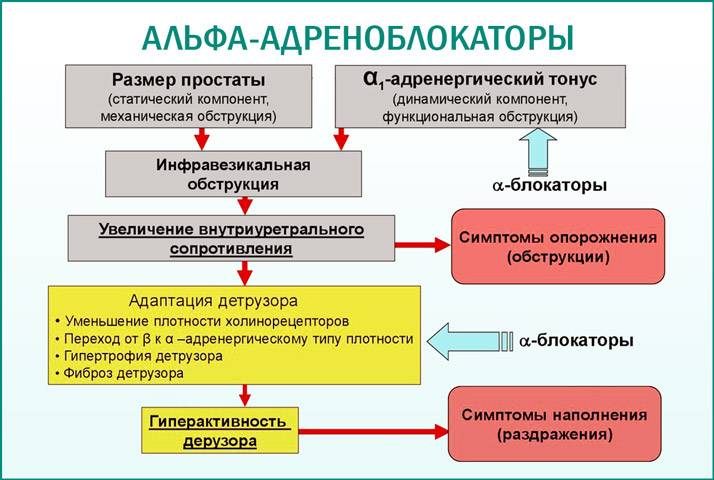 Адреноблокаторы