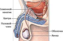 anatomia_moshonka-250x166-1