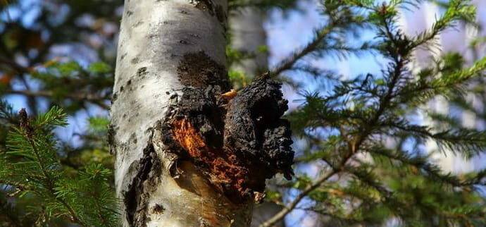 chaga