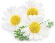 chamomile