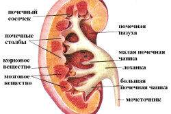 chto-delat-esli-boljat-pochki-i-mochevoj-puzyr_1_1