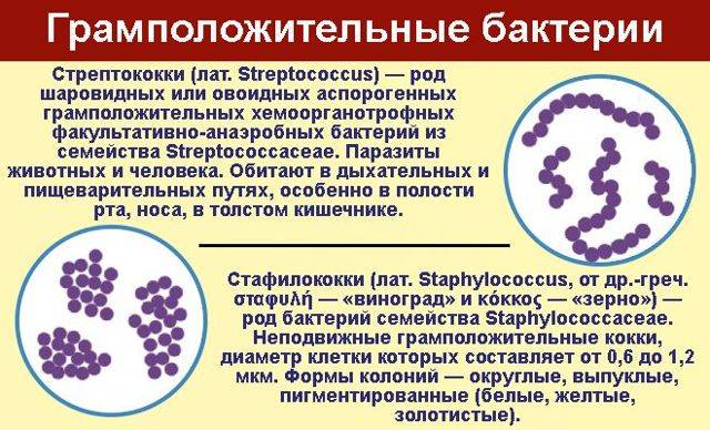 Амоксициллин при цистите у женщин: как принимать, дозировка, отзывы пациентов и врачей