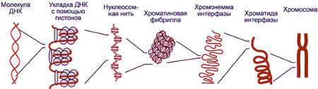 fragmentatsiya-dnk-spermatozoidov-3