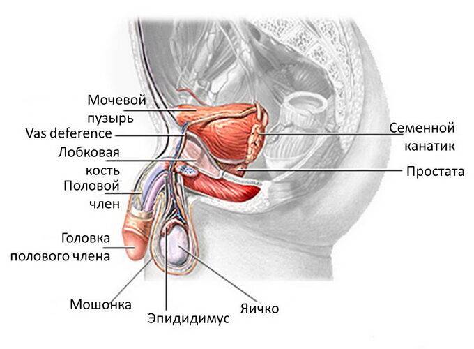 golovka3