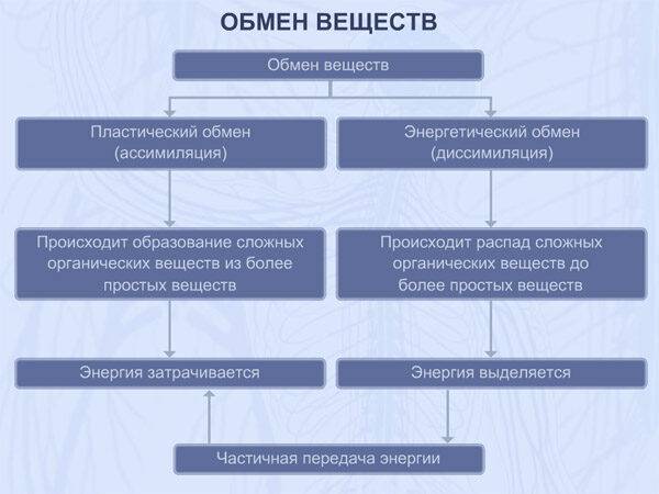 gormonalnyy-sboy-u-zhenschin-simptomy-i-priznaki-2