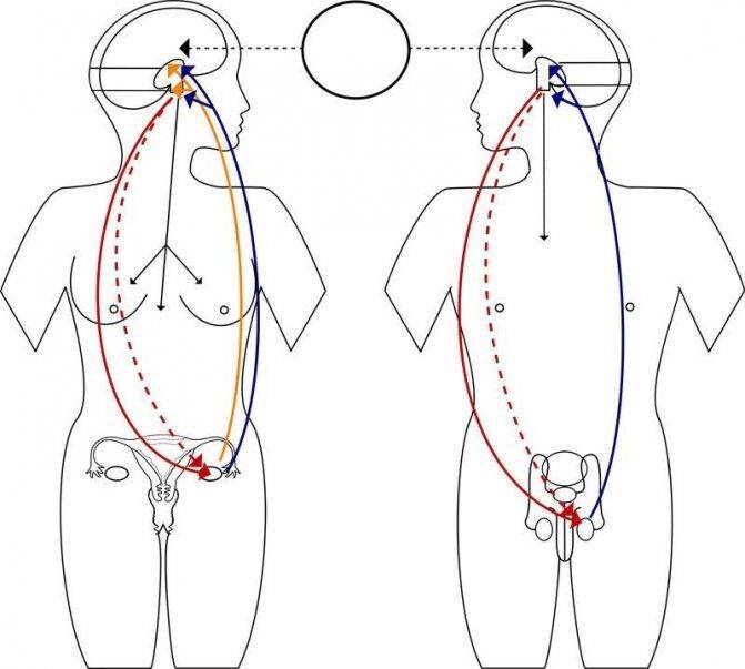 hormones