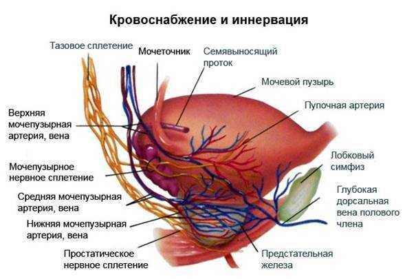 krovosnabzhenie