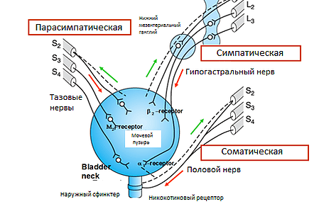 medikamentoznoe-lechenie-nejrogennogo-mochevogo-puzyrya