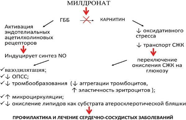 mildronat-3