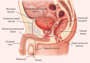 mych_polsistema-300x209-1