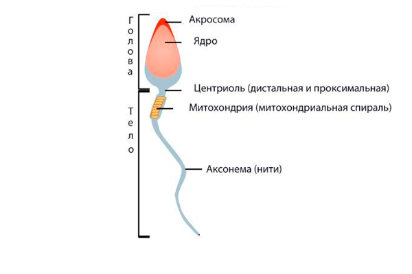 normozoospermiya-stroyeniye-spermatozoida