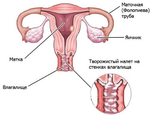 Общая бактериальная масса. Норма у женщин, мужчин, концентрация ДНК