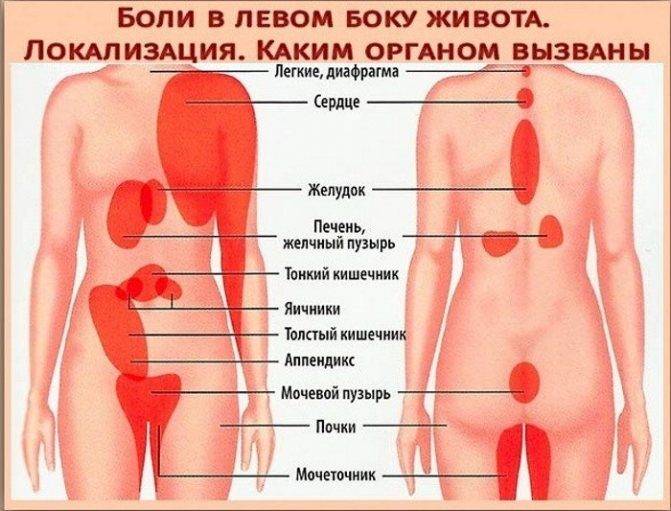 organy-zhenshchiny