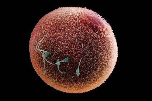 p6480199-human_spermatozoa_fertilizing_an_egg-500x333-1