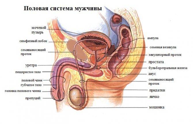 polovaya-systema-muzhini2