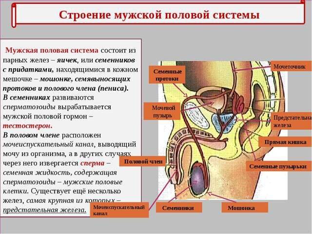 polovaya_syst