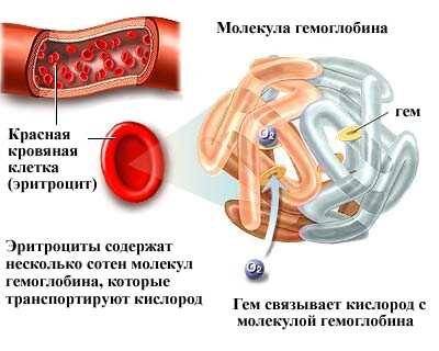 povyshennyj-eritrocity-i-gemoglobin-u-muzhchin_0