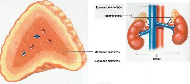 prichiny-pohudeniya-10-zabolevan-uy1532936247