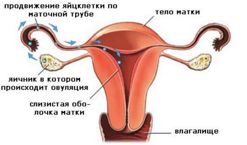 prodvizheniye-yaytsekletki