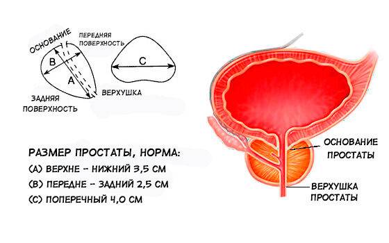 razmery-predstatelnoy-zhelezy-v-norme