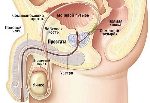 razvitie-prostatita