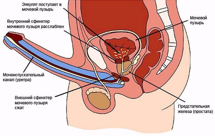 retrogradnaya-ehyakulyaciya-u-muzhchin