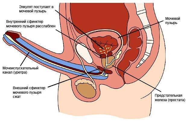 retrogradnaya-eyakulyaciya