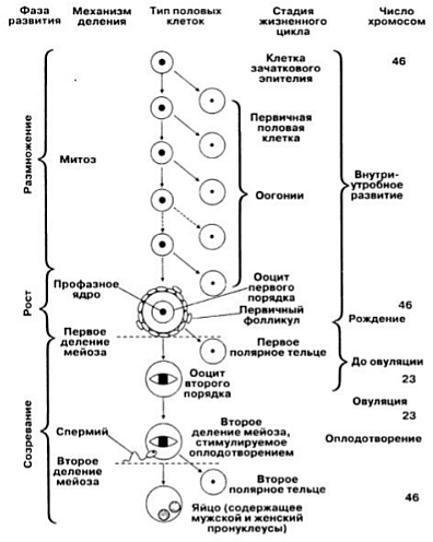 ris234