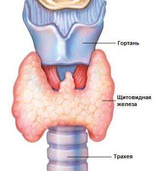 schitovidka2