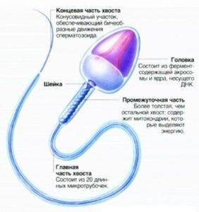 spermatozoid-shema-282x300-1