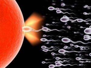 spermatozoidy-1-300x225-1