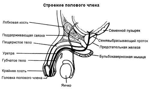 Строение полового члена - анатомия мужского органа: головка, сосуды и структура