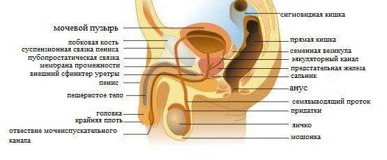 stroenie-muzhskoy-polovoy-sistemi