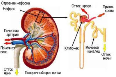 stroenie-nefrona-399x266-1